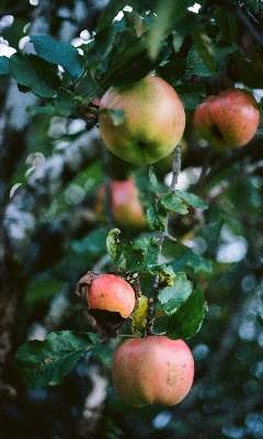 apples on a tree